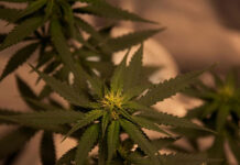 Kolekcjonerskie nasiona marihuany - poznaj 5 nagradzanych odmian