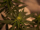 Kolekcjonerskie nasiona marihuany - poznaj 5 nagradzanych odmian