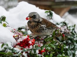 Od czego psuje się przepustnica?