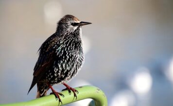 Co zrobić żeby nie było widać łączeń tapety?
