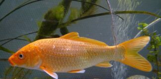 Czy od hybrydy można odpalić auto?