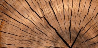 Z jakiego drewna robi się trzonki?