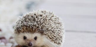 Jakie kołki do kotew okiennych?