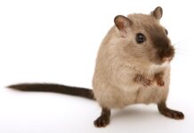 Czego nie lubią myszy i szczury?