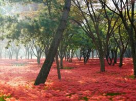Przy jakich obrotach synchronizacja gaźników?