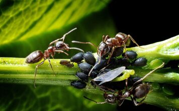 Skąd się biorą mszyce w domu?