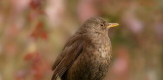 Czy można jeździć bez adaptacji przepustnicy?