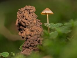 Jak pozbyć się robaków z kwiatów doniczkowych?