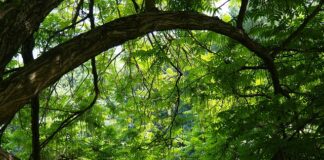 Jaka sklejka topolowa czy brzozową?