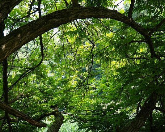 Jaka sklejka topolowa czy brzozową?