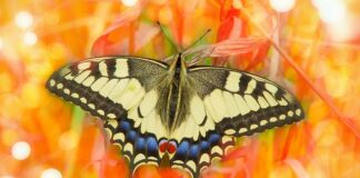 Jak samemu zrobić obrzeża trawnikowe?