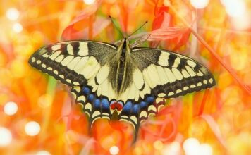 Jak samemu zrobić obrzeża trawnikowe?