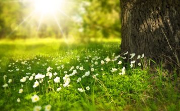 Czego nie lubią kwiaty?