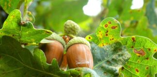 Jak nie szarpać sprzęgłem?